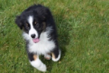 Berger australien (reu) 64212