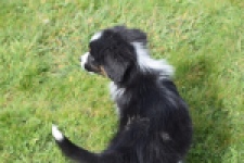 Berger australien (reu) 64212