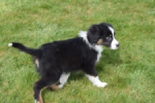 Berger australien (reu) 64212