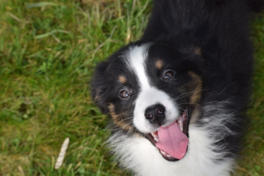 Berger australien (reu) 64212