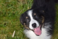 Berger australien (reu) 64212