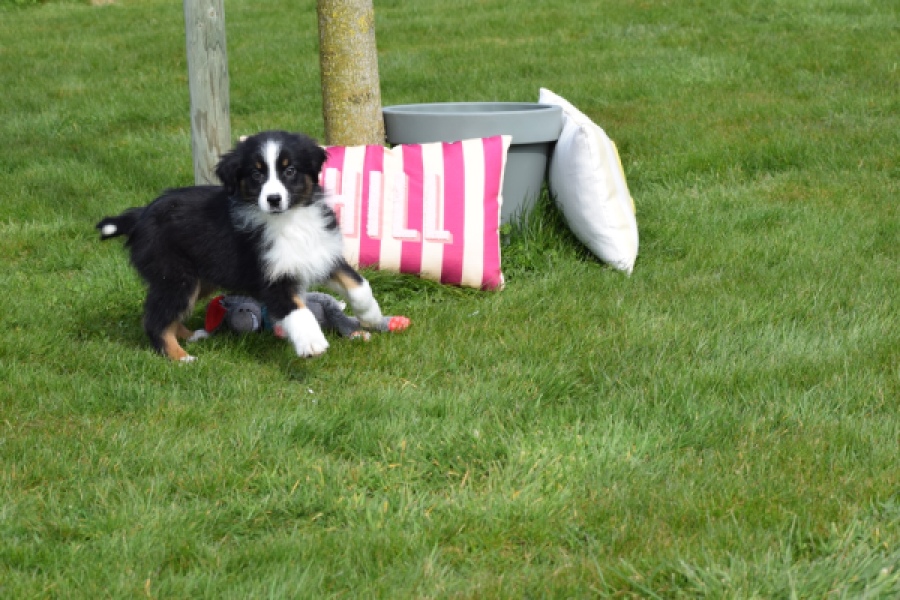 Berger australien (reu) 64212