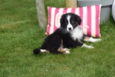 Berger australien (reu) 64212