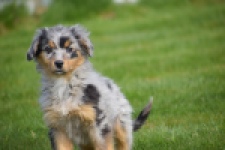 Berger australien (reu) 64411