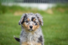 Berger australien (reu) 64411