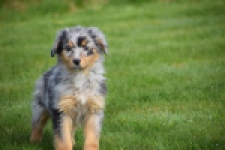 Berger australien (reu) 64411