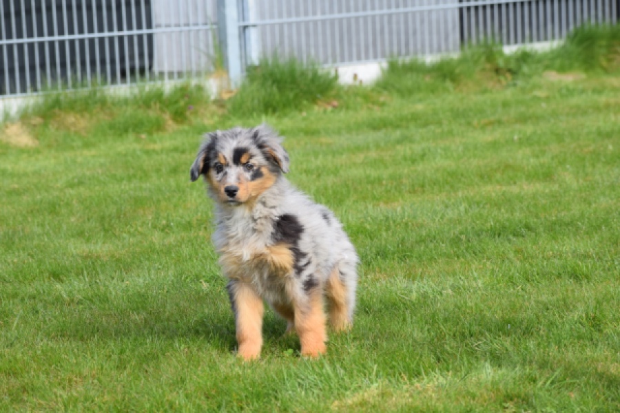 Berger australien (reu) 64411