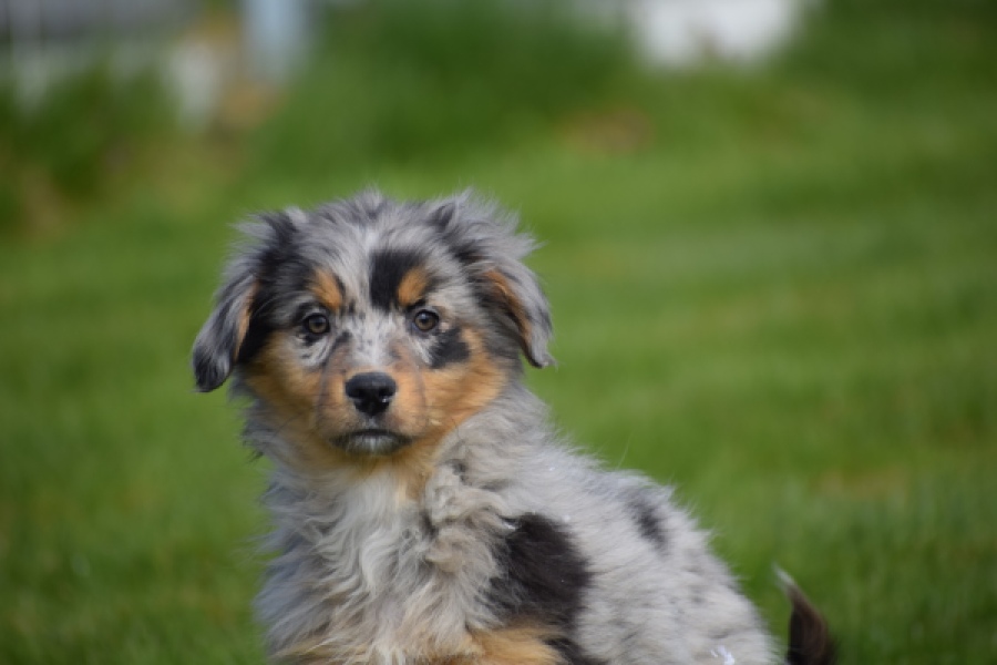 Berger australien (reu) 64411