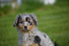 Berger australien (reu) 64411