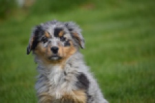 Berger australien (reu) 64411