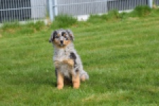 Berger australien (reu) 64411