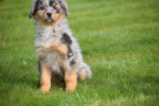 Berger australien (reu) 64411