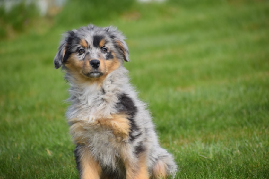 Berger australien (reu) 64411