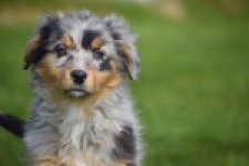 Berger australien (reu) 64411