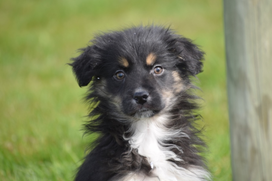 Berger australien (teef) 64348