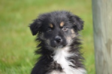 Berger australien (teef) 64348