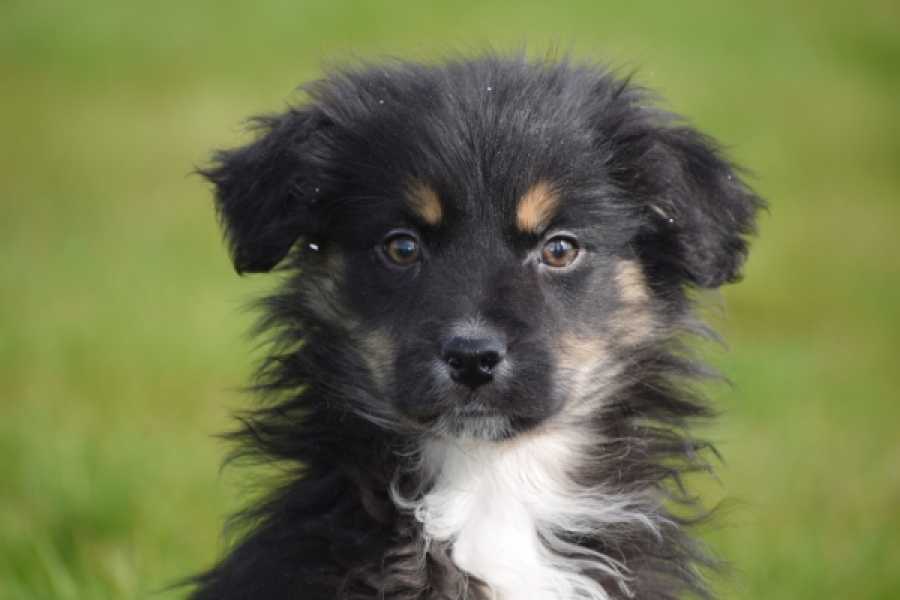 Berger australien (teef) 64348