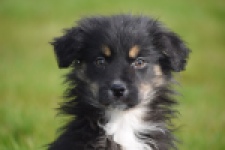 Berger australien (teef) 64348