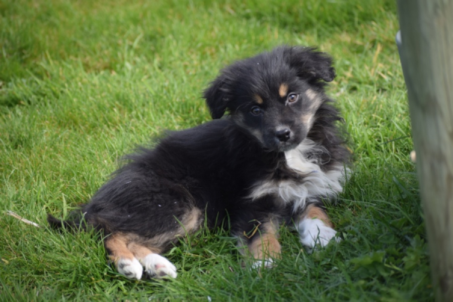 Berger australien (teef) 64348