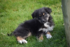 Berger australien (teef) 64348