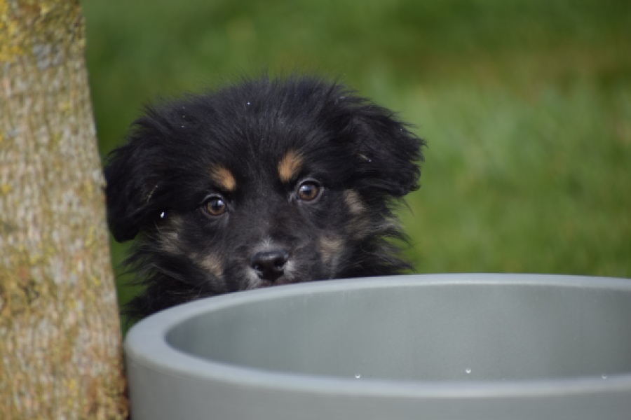 Berger australien (teef) 64348