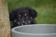 Berger australien (teef) 64348