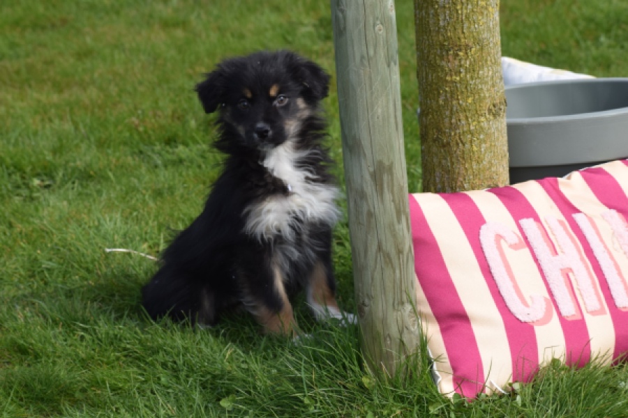 Berger australien (teef) 64348