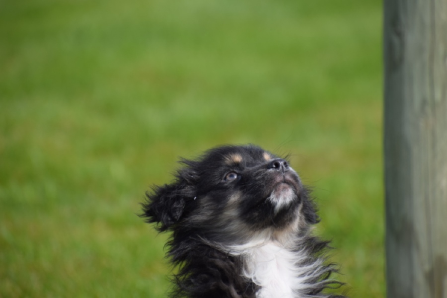 Berger australien (teef) 64348