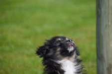 Berger australien (teef) 64348