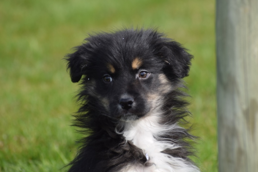 Berger australien (teef) 64348