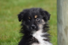 Berger australien (teef) 64348