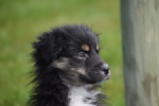 Berger australien (teef) 64348