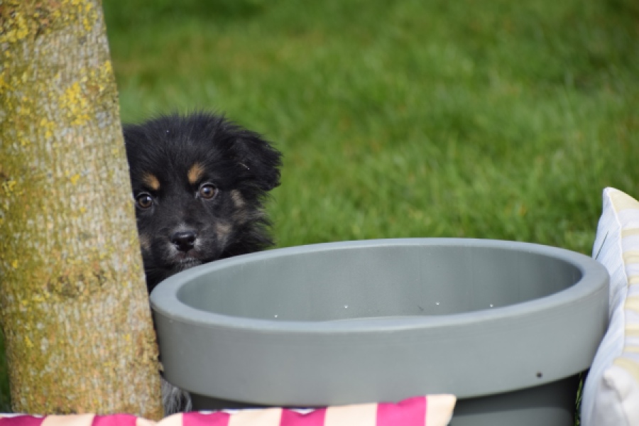 Berger australien (teef) 64348