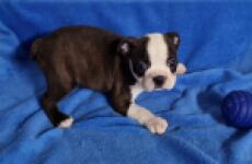Boston terrier nestje 