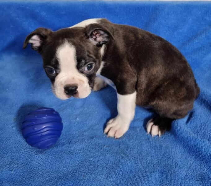 Boston terrier nestje 