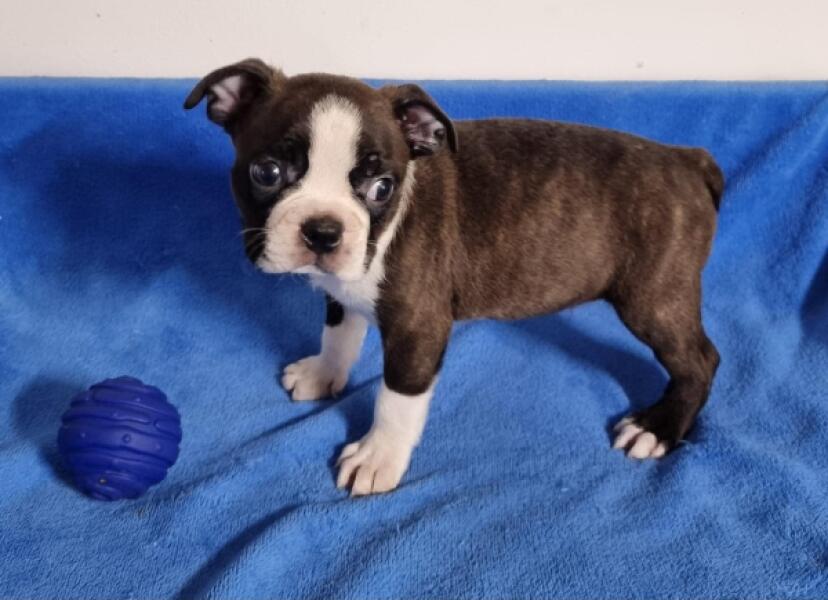 Boston terrier nestje 