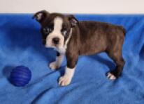 Boston terrier nestje 