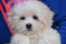 Bichon maltais (reu) 36233