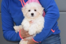 Bichon maltais (reu) 36233