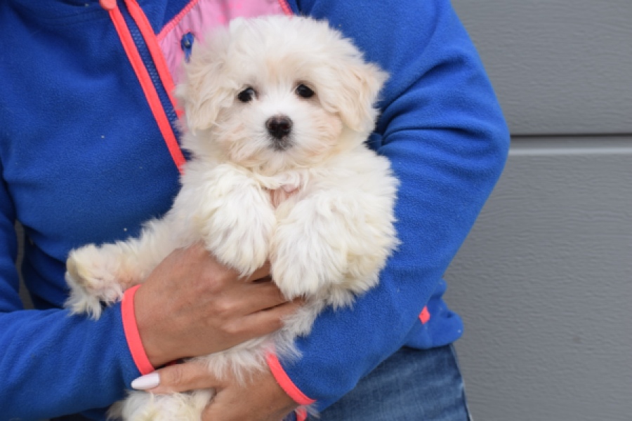 Bichon maltais (reu) 36233