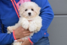 Bichon maltais (reu) 36233