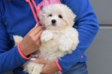 Bichon maltais (reu) 36233