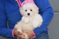 Bichon maltais (reu) 36233