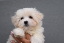 Bichon maltais (reu) 36233