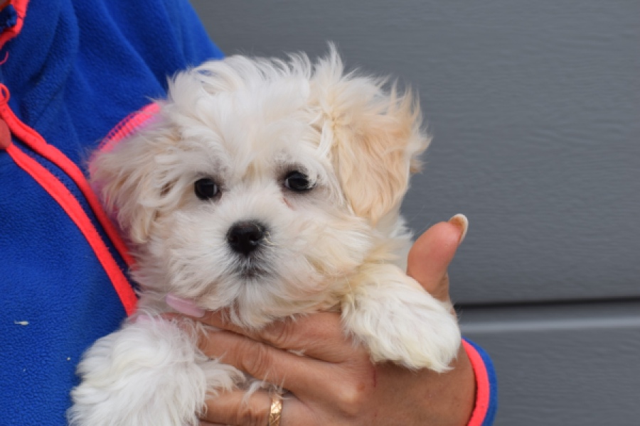 Bichon maltais (reu) 36237