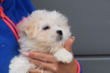 Bichon maltais (reu) 36237