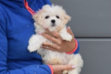 Bichon maltais (reu) 36237