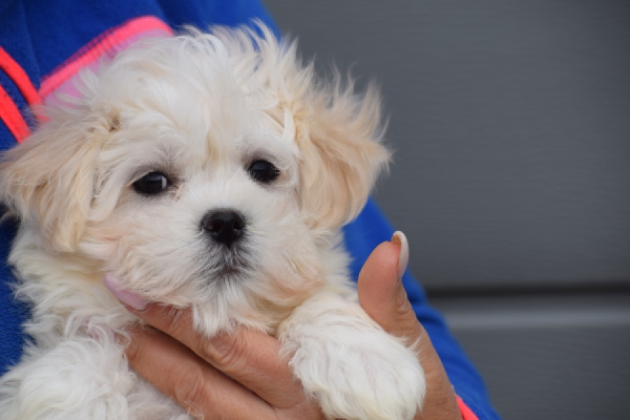 Bichon maltais (reu) 36237