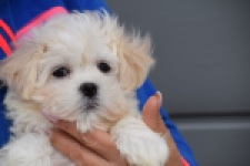 Bichon maltais (reu) 36237