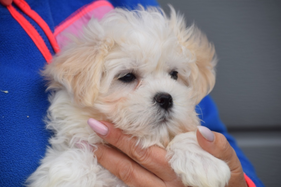 Bichon maltais (reu) 36237